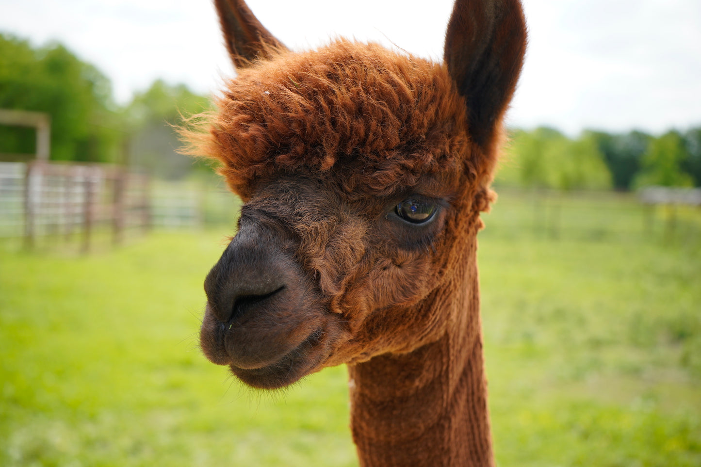 Alpaca Painting Kit